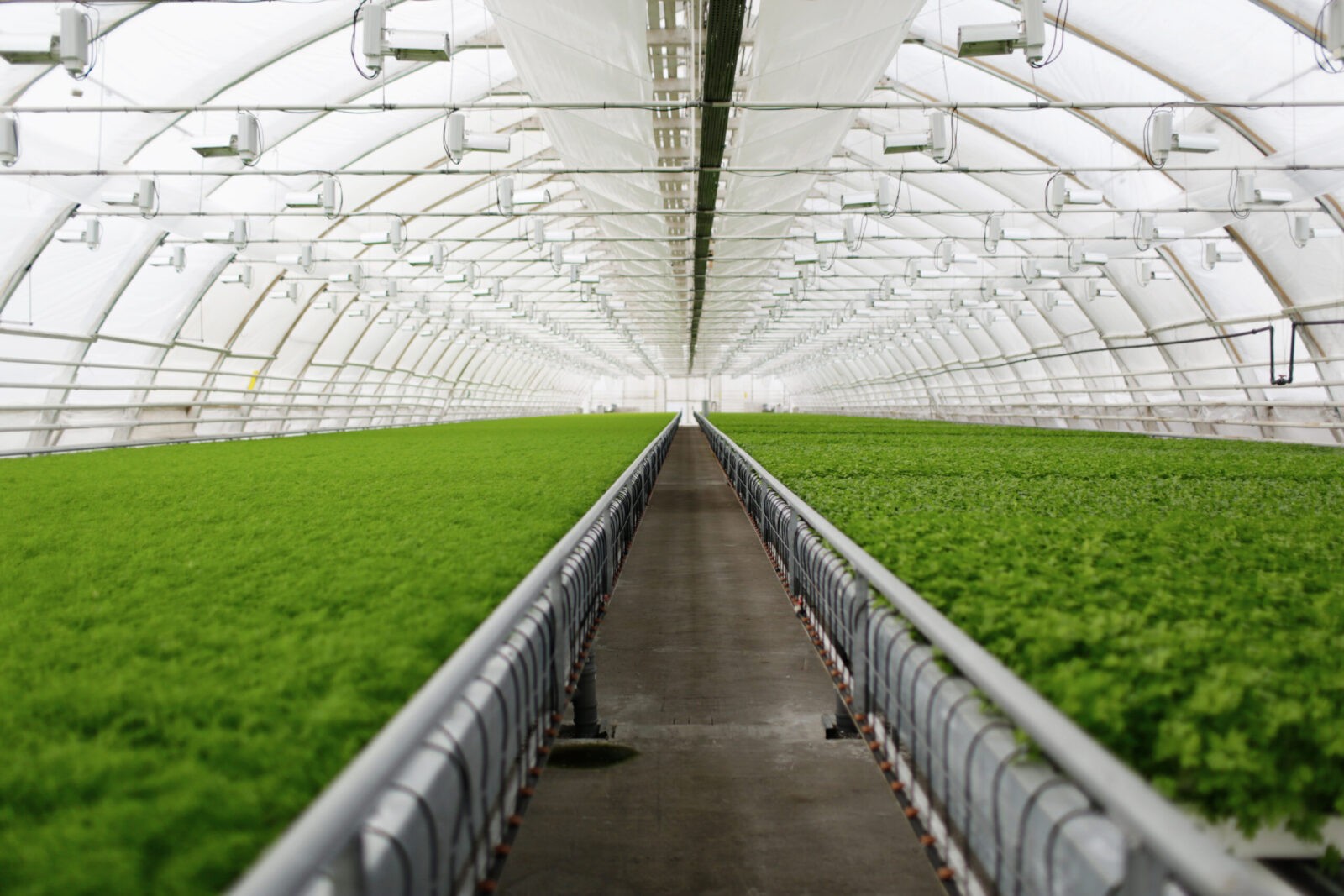 Young plants growing in very large plant commercial greenhouse